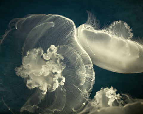 Jellyfish Photograph - The Luminous Veil