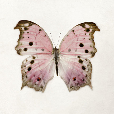 Color Me Butterfly - Pink