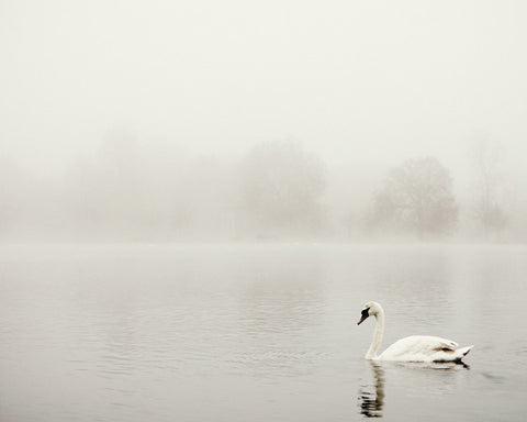 Eye Poetry Photography - Swan's Way