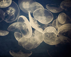 Jellyfish Photograph - The Life Aquatic