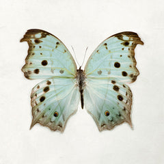 Color Me Butterfly - Blue