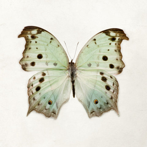 Color Me Butterfly - Mint